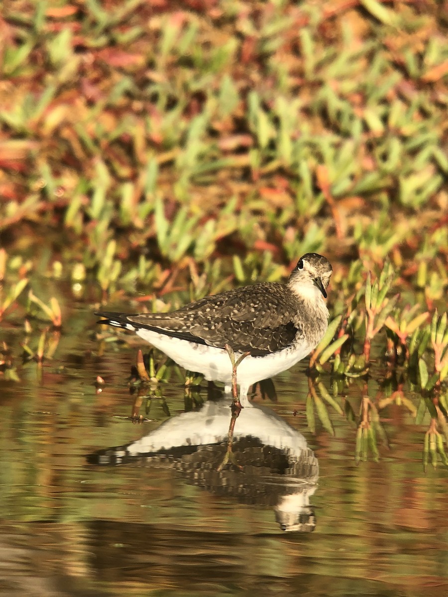 Solitary Sandpiper - ML613612017