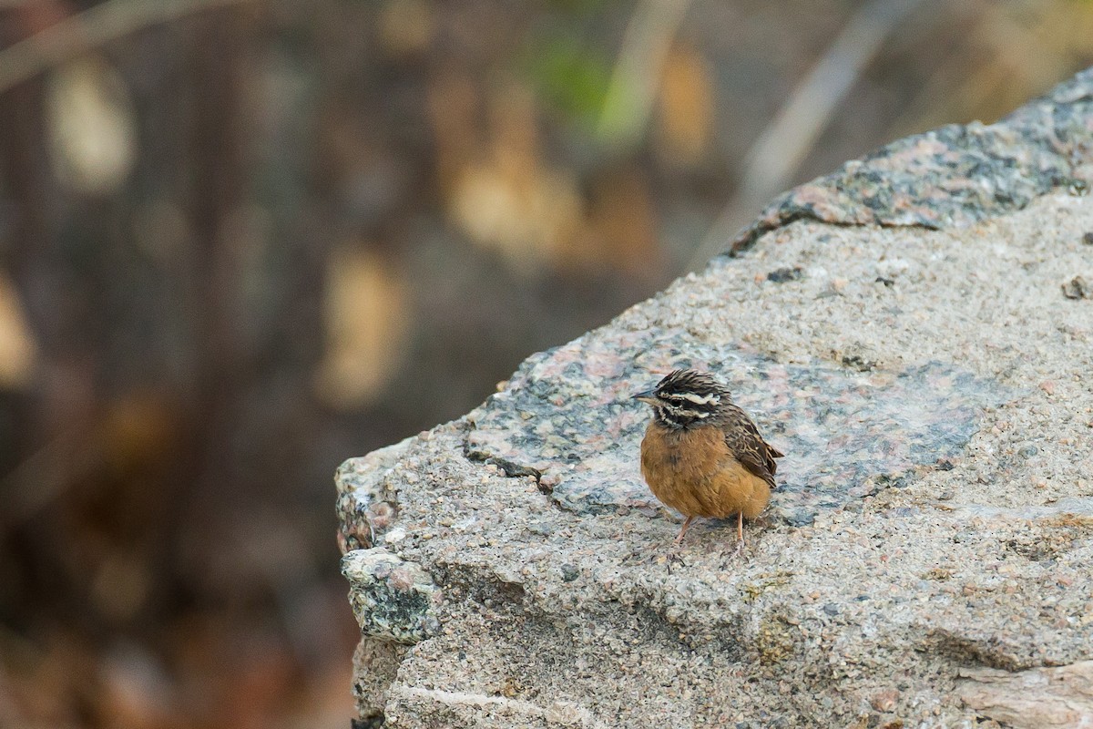 Cinnamon-breasted Bunting - Anonymous