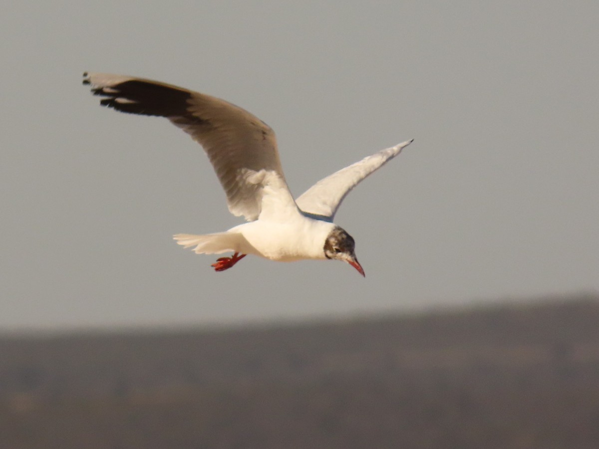 Brown-hooded Gull - ML613612037