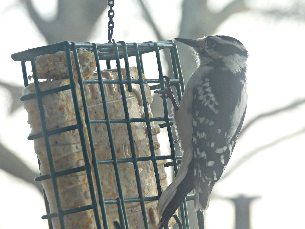 Downy x Hairy Woodpecker (hybrid) - ML613612054