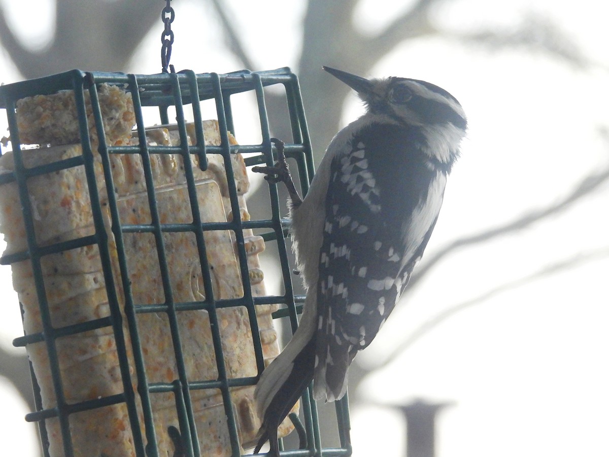 Downy x Hairy Woodpecker (hybrid) - ML613612060