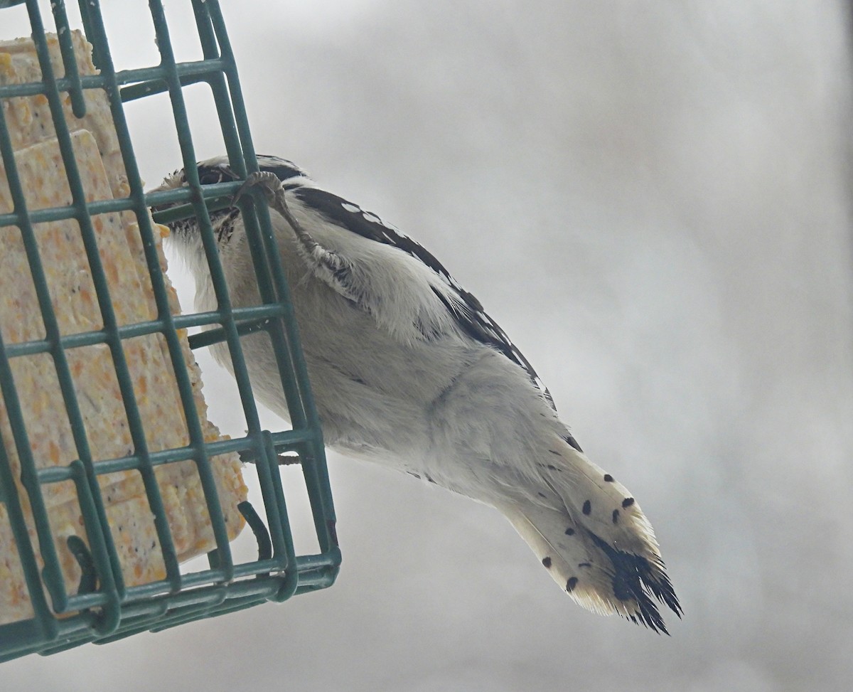 Downy x Hairy Woodpecker (hybrid) - ML613612113