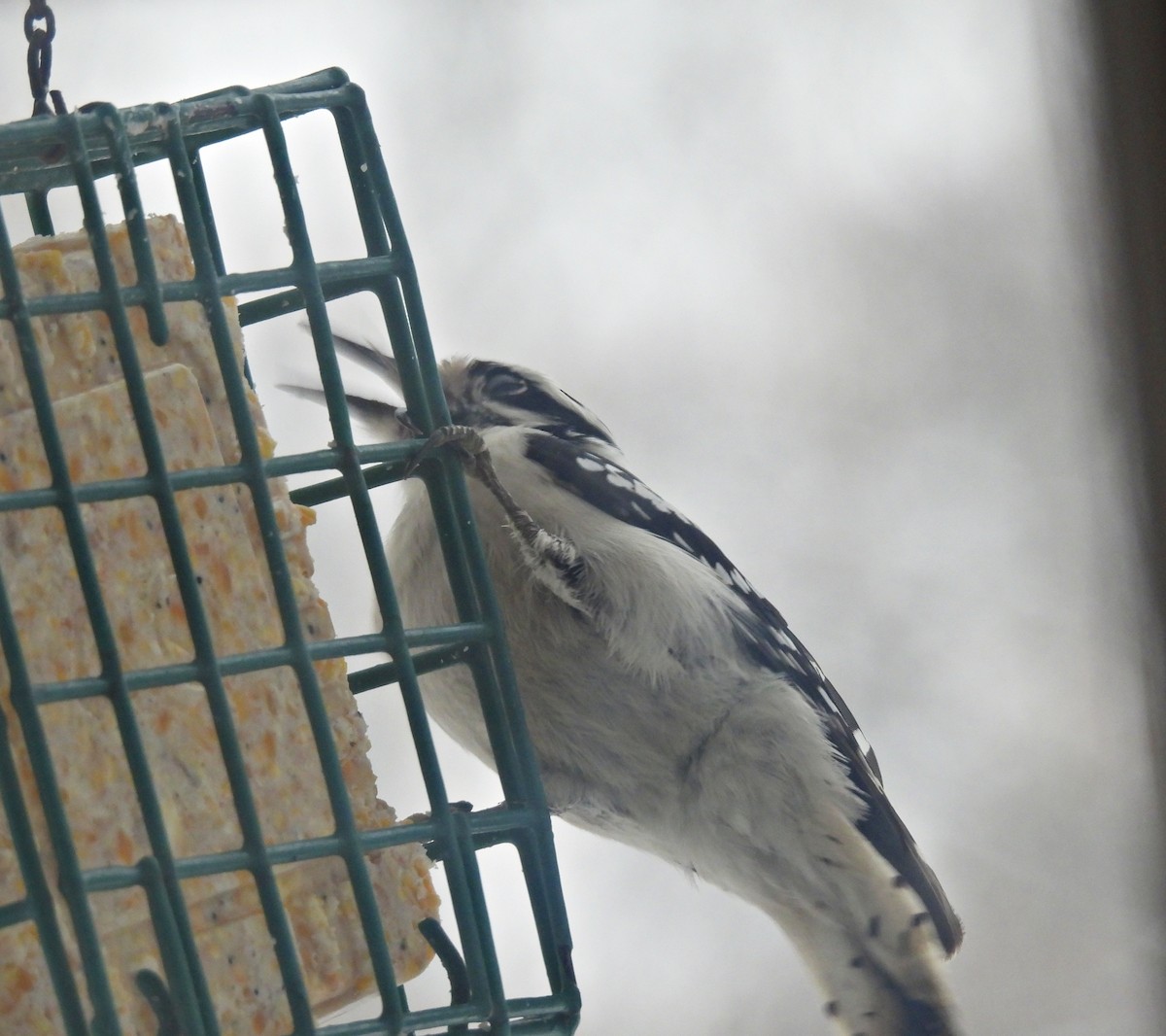 Downy x Hairy Woodpecker (hybrid) - ML613612119