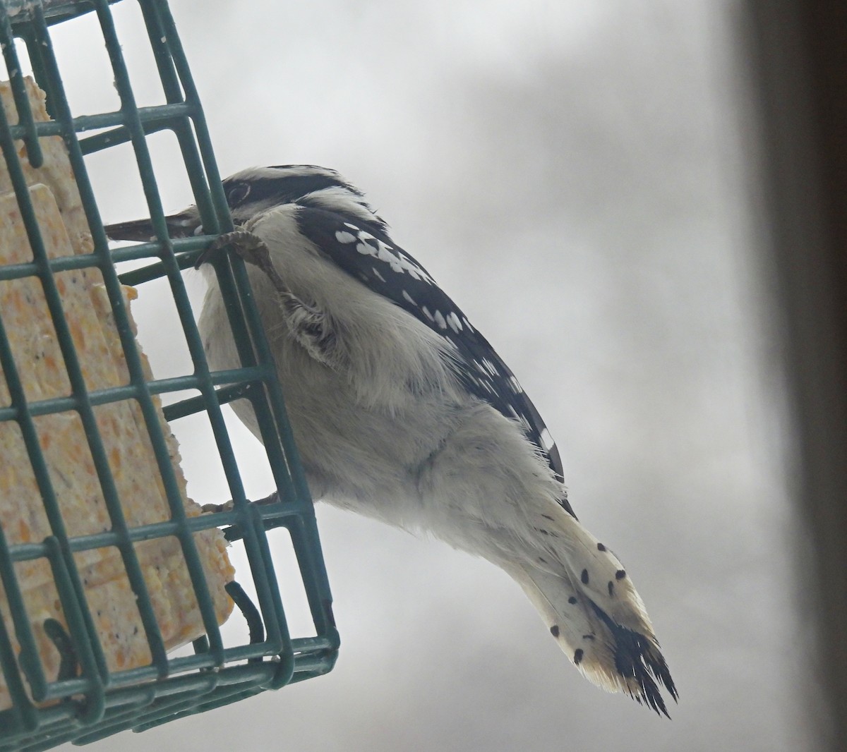 Downy x Hairy Woodpecker (hybrid) - ML613612120