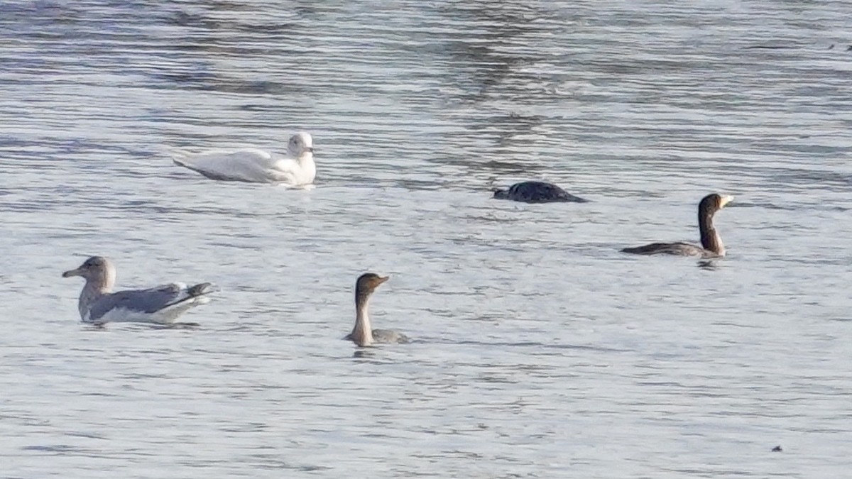 Glaucous Gull - ML613612132