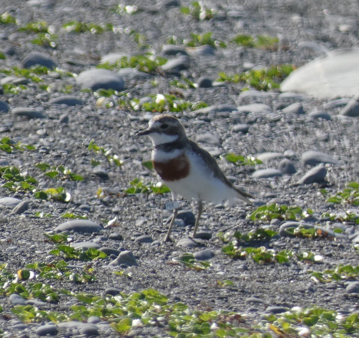 Double-banded Plover - ML613612353