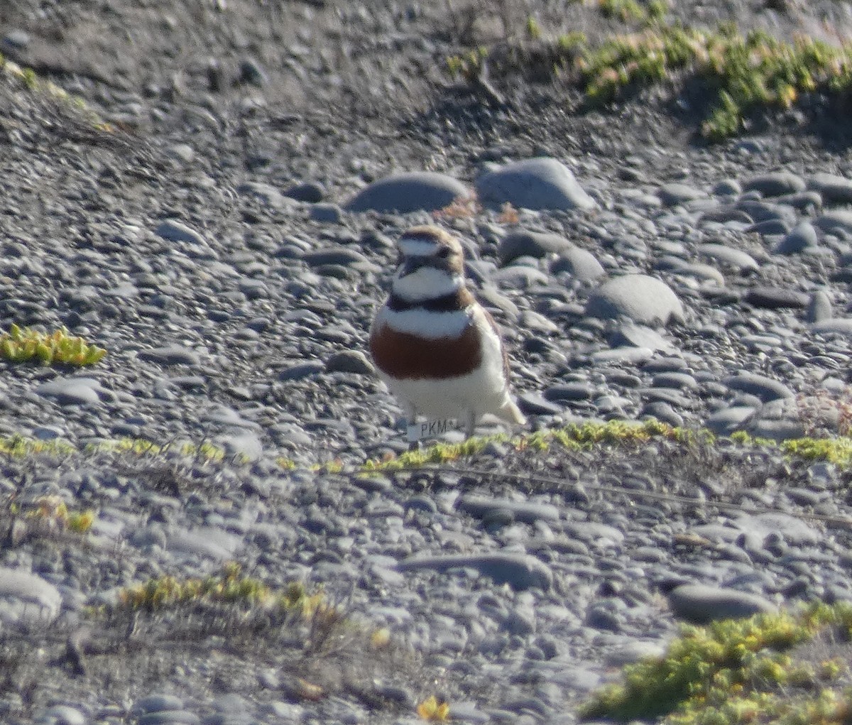 Double-banded Plover - ML613612354