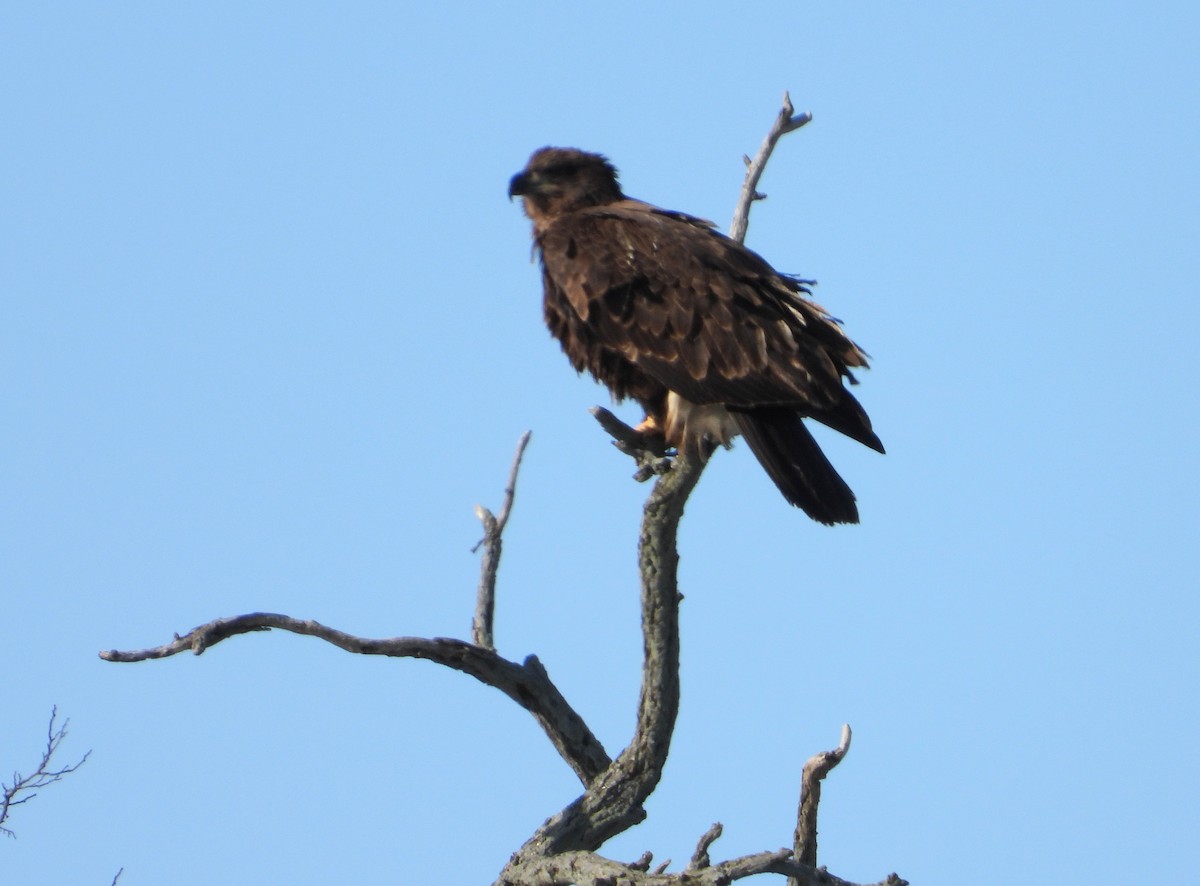 Bald Eagle - Linda Wilson