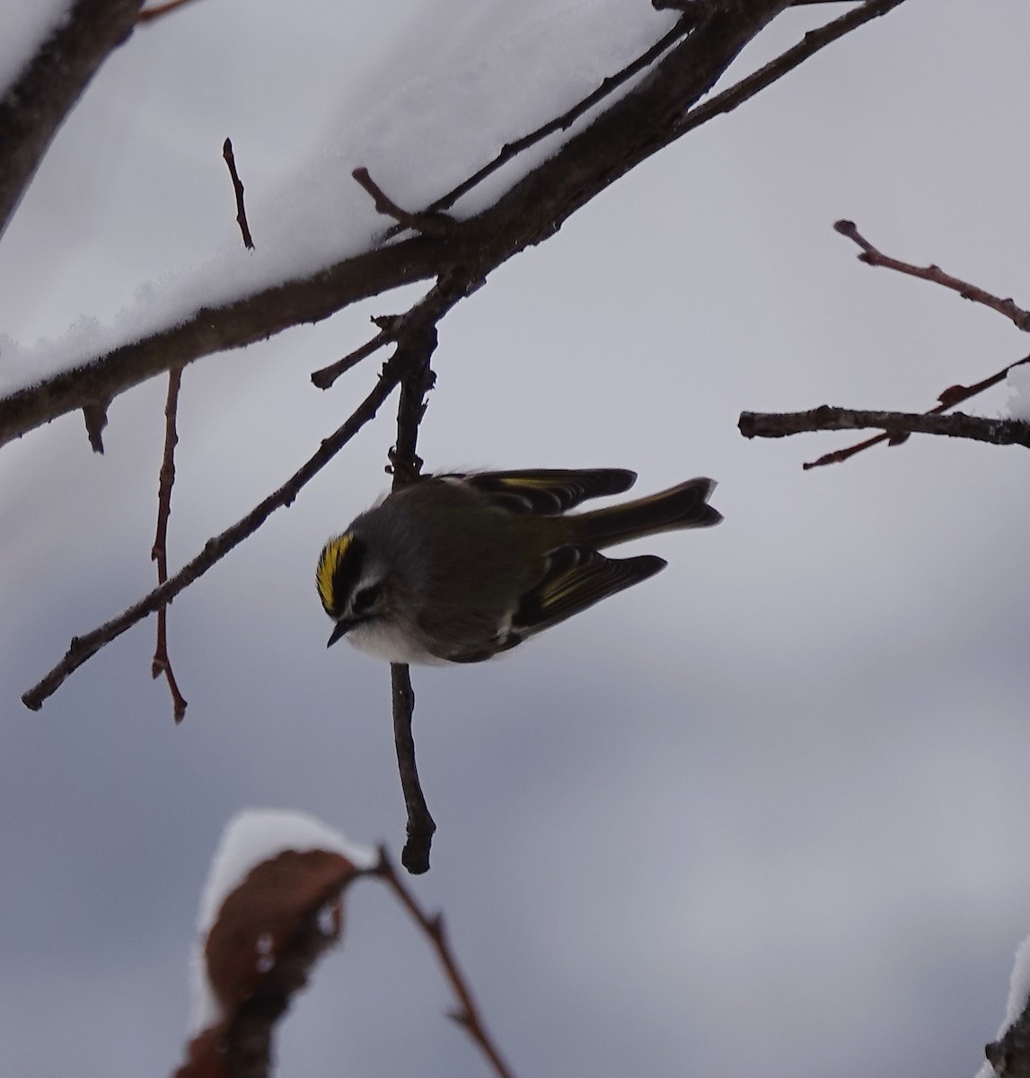 Golden-crowned Kinglet - Frank Wang