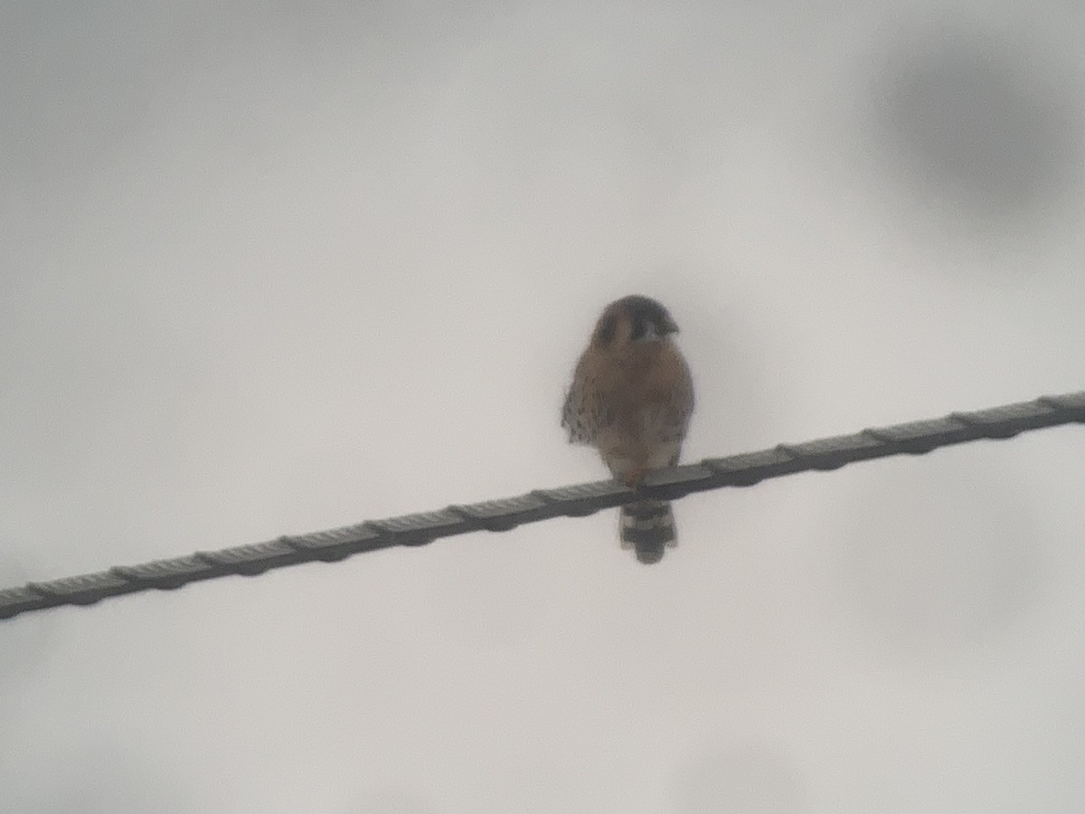 American Kestrel - ML613612496