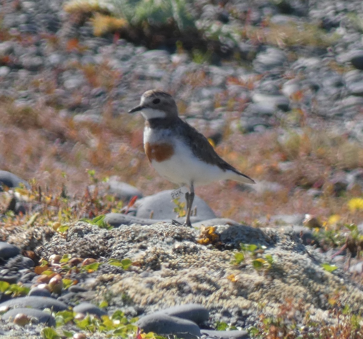 Double-banded Plover - ML613612527