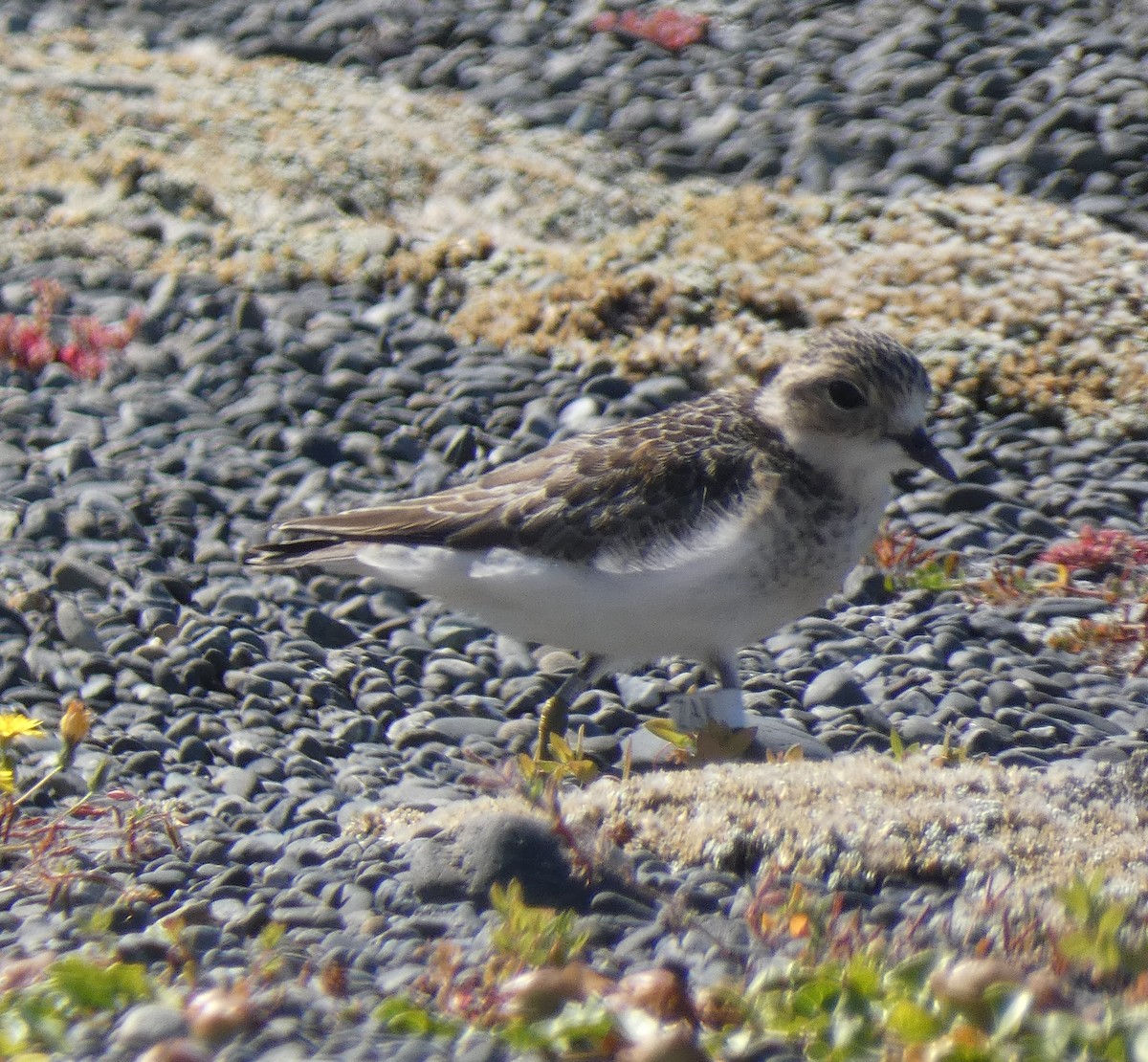 Double-banded Plover - ML613612528