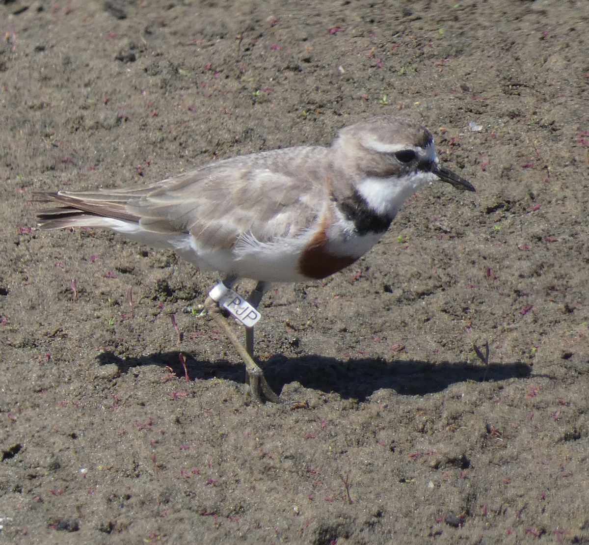 Double-banded Plover - ML613612529