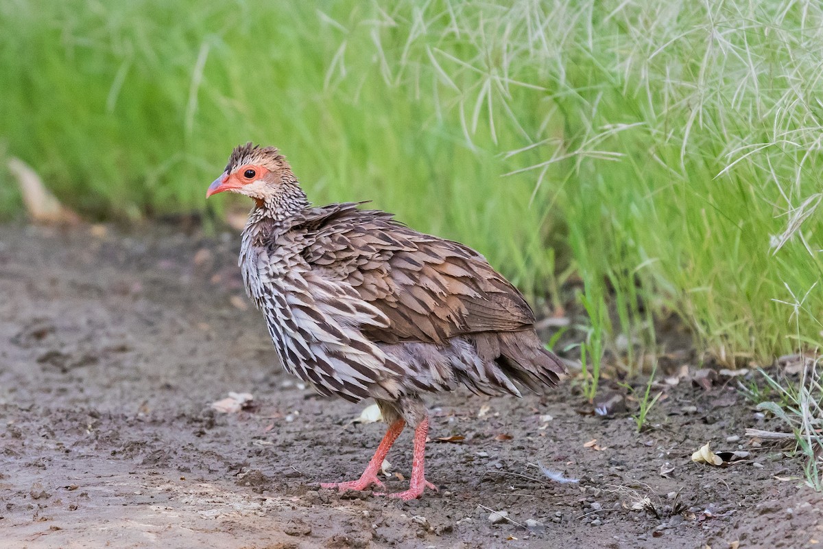 Francolin à gorge rouge - ML613612542