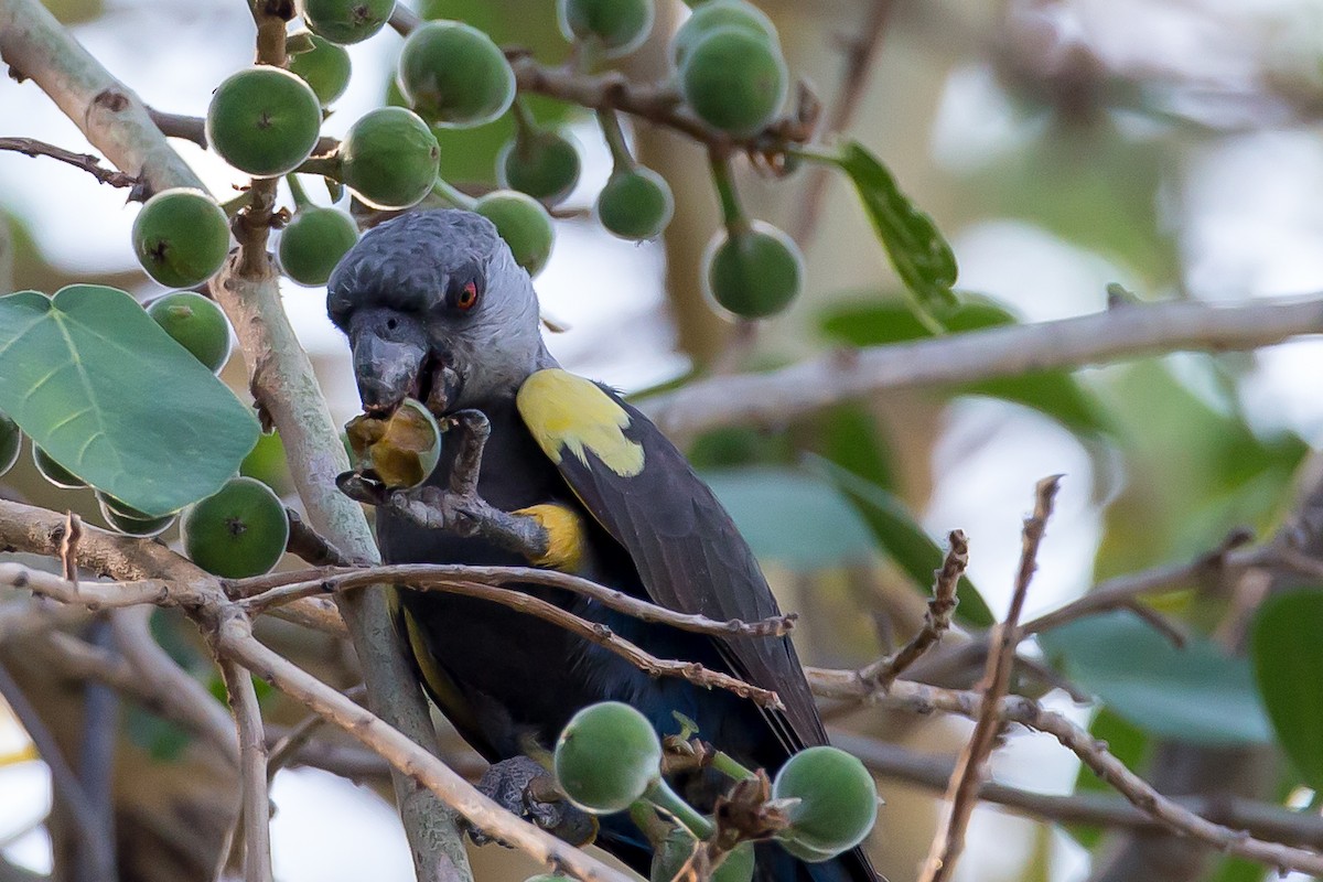 クロクモインコ - ML613612558