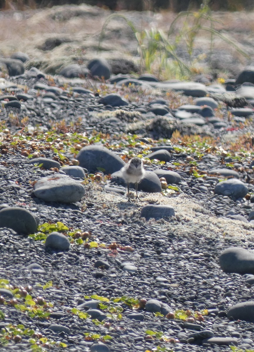 Double-banded Plover - ML613612576