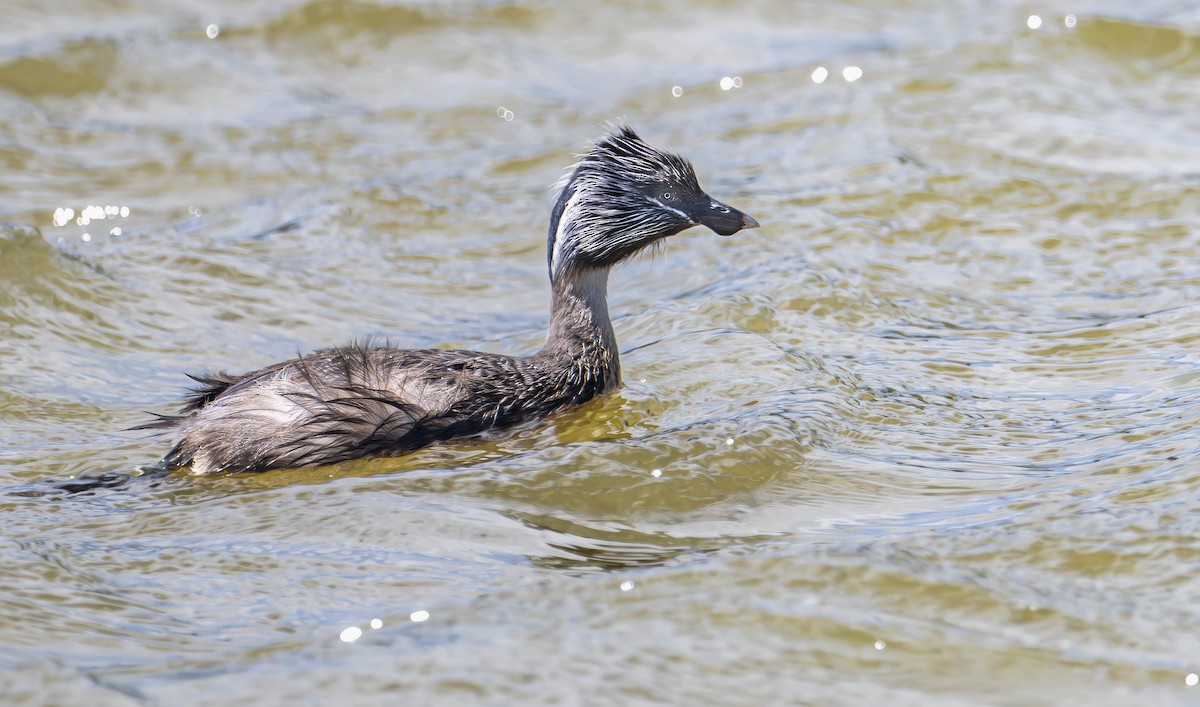 Hoary-headed Grebe - William Richards