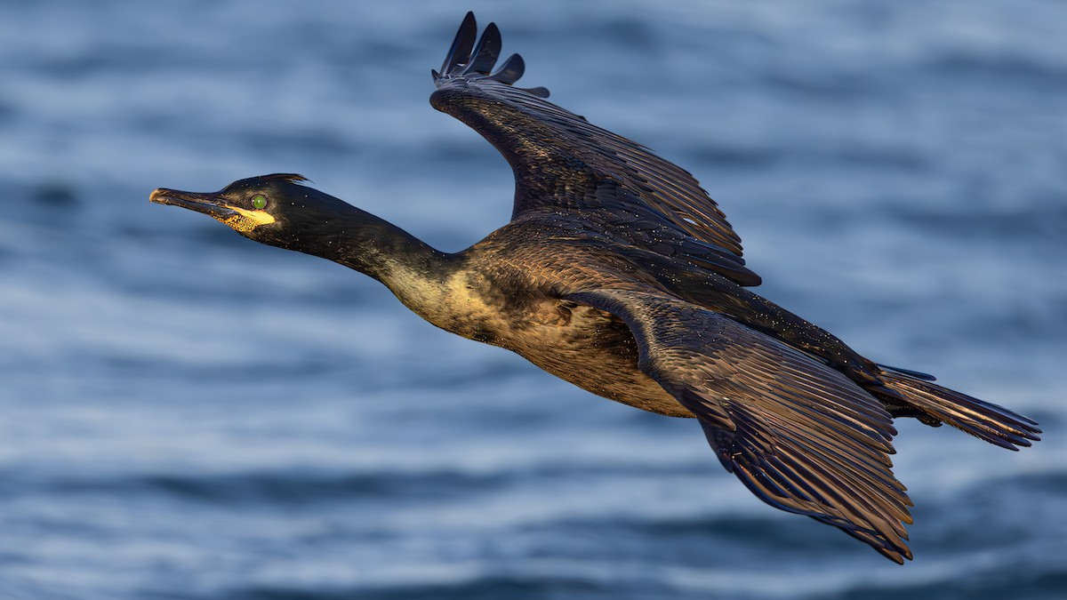 Cormorán Moñudo - ML613612630