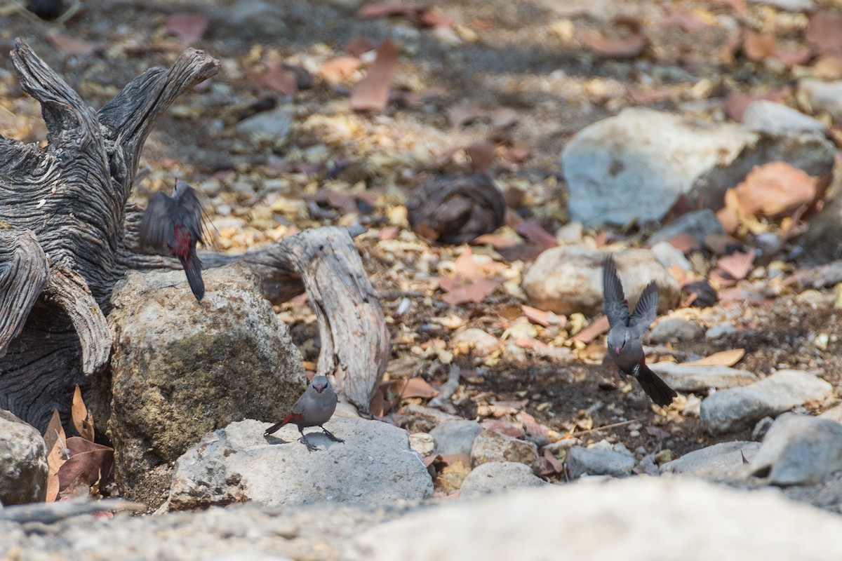 Cinderella Waxbill - ML613612636