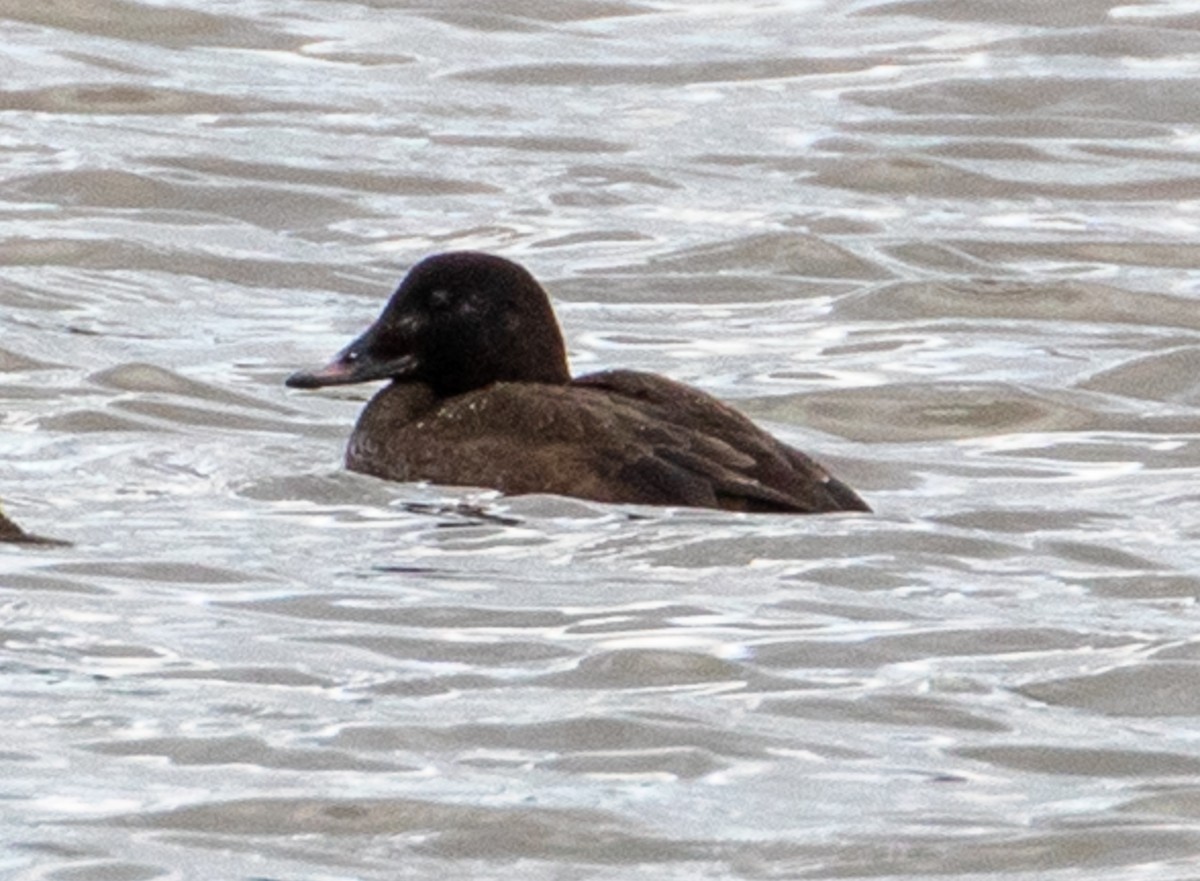 White-winged Scoter - ML613612656