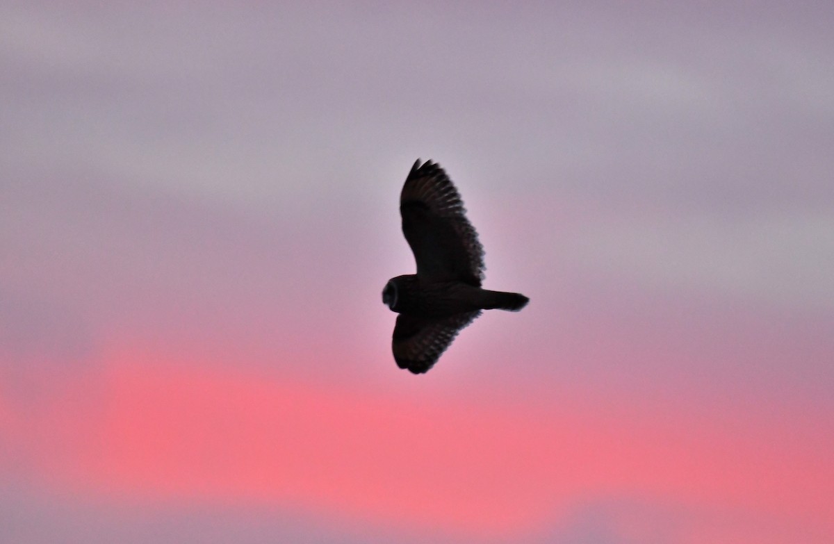 Short-eared Owl - ML613612668