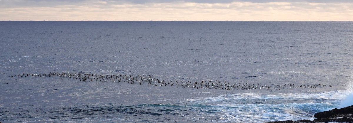 Common Eider - ML613612679