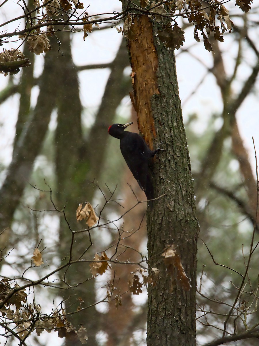 Black Woodpecker - ML613612692