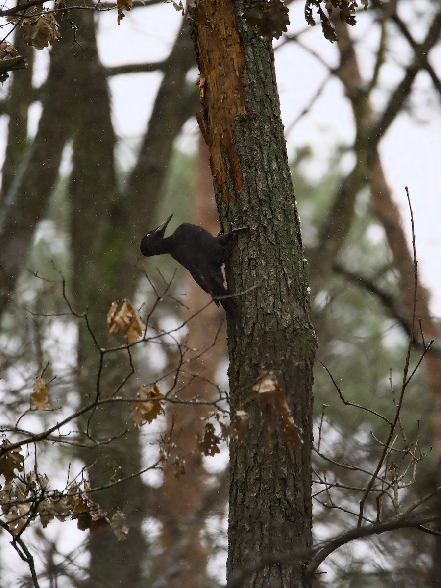 Black Woodpecker - ML613612693