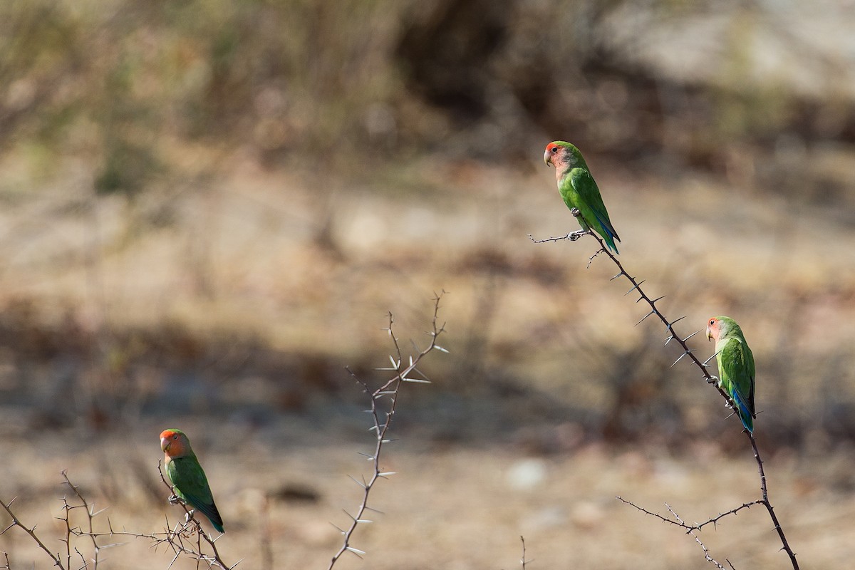 Inseparable de Namibia - ML613612722