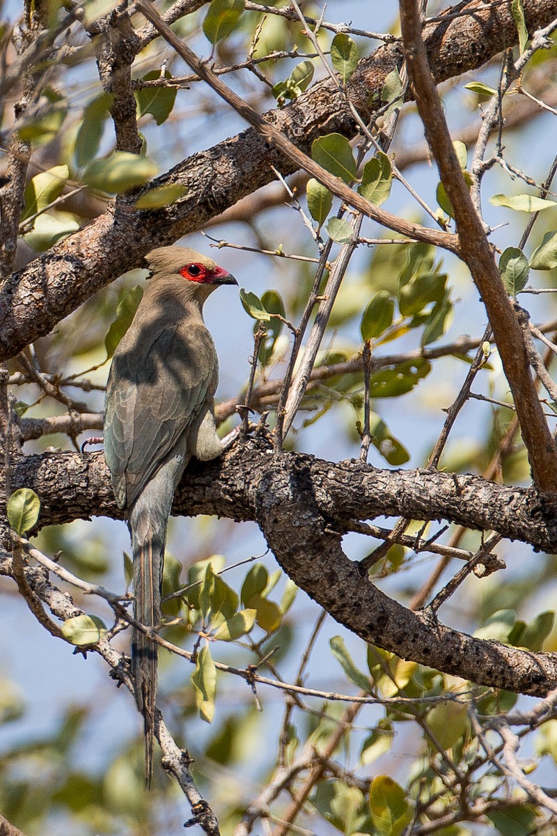 Red-faced Mousebird - ML613612749