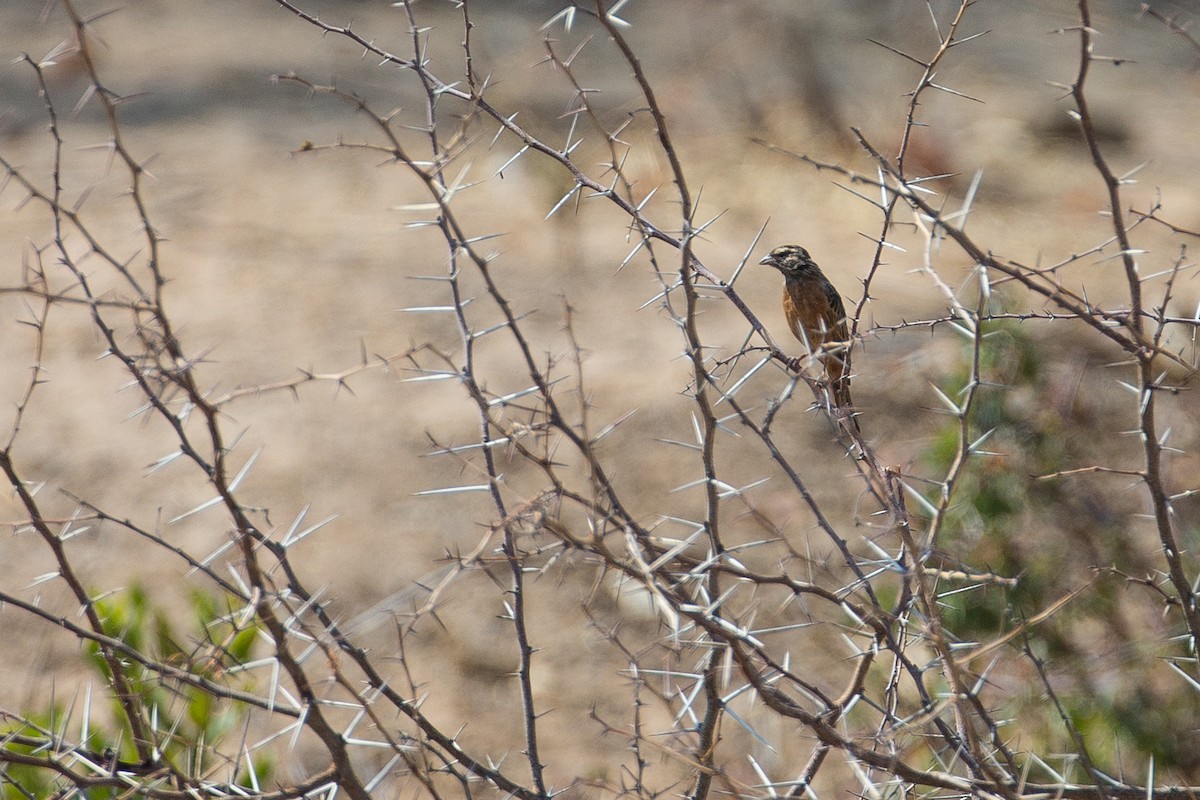 Cinnamon-breasted Bunting - ML613612762