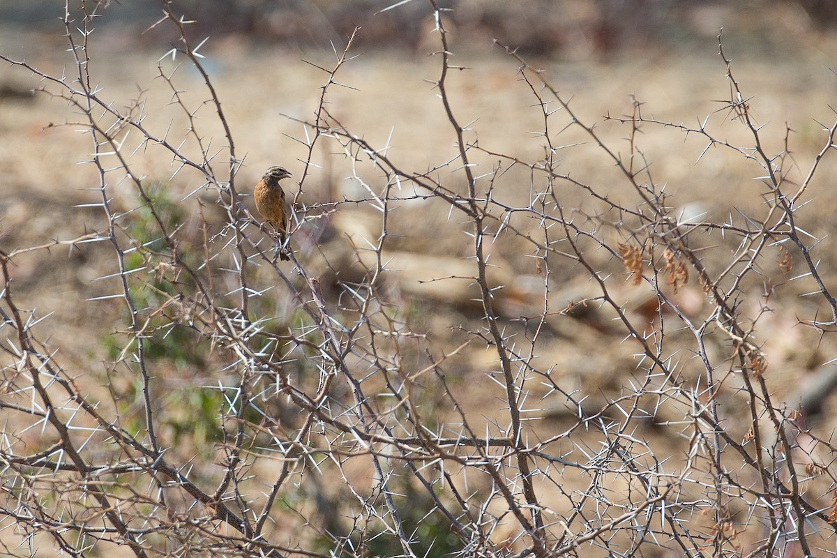 Cinnamon-breasted Bunting - ML613612763