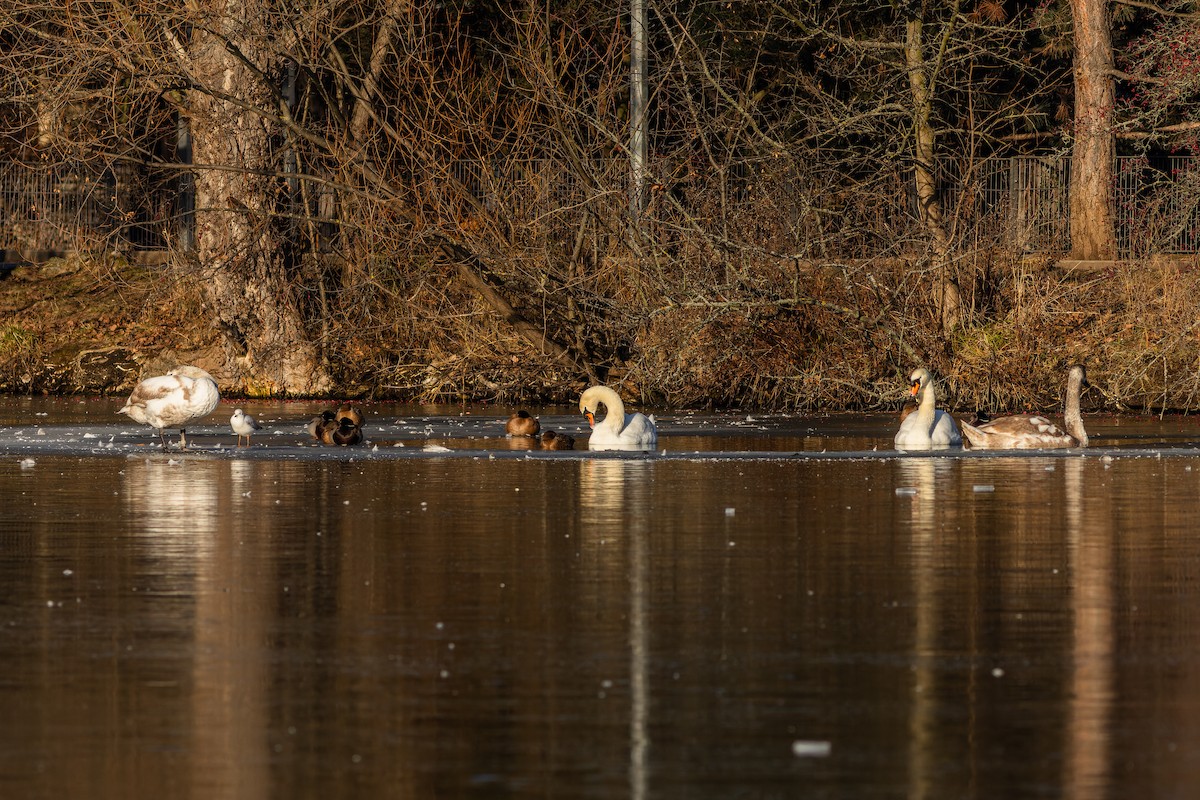 Mute Swan - ML613612768