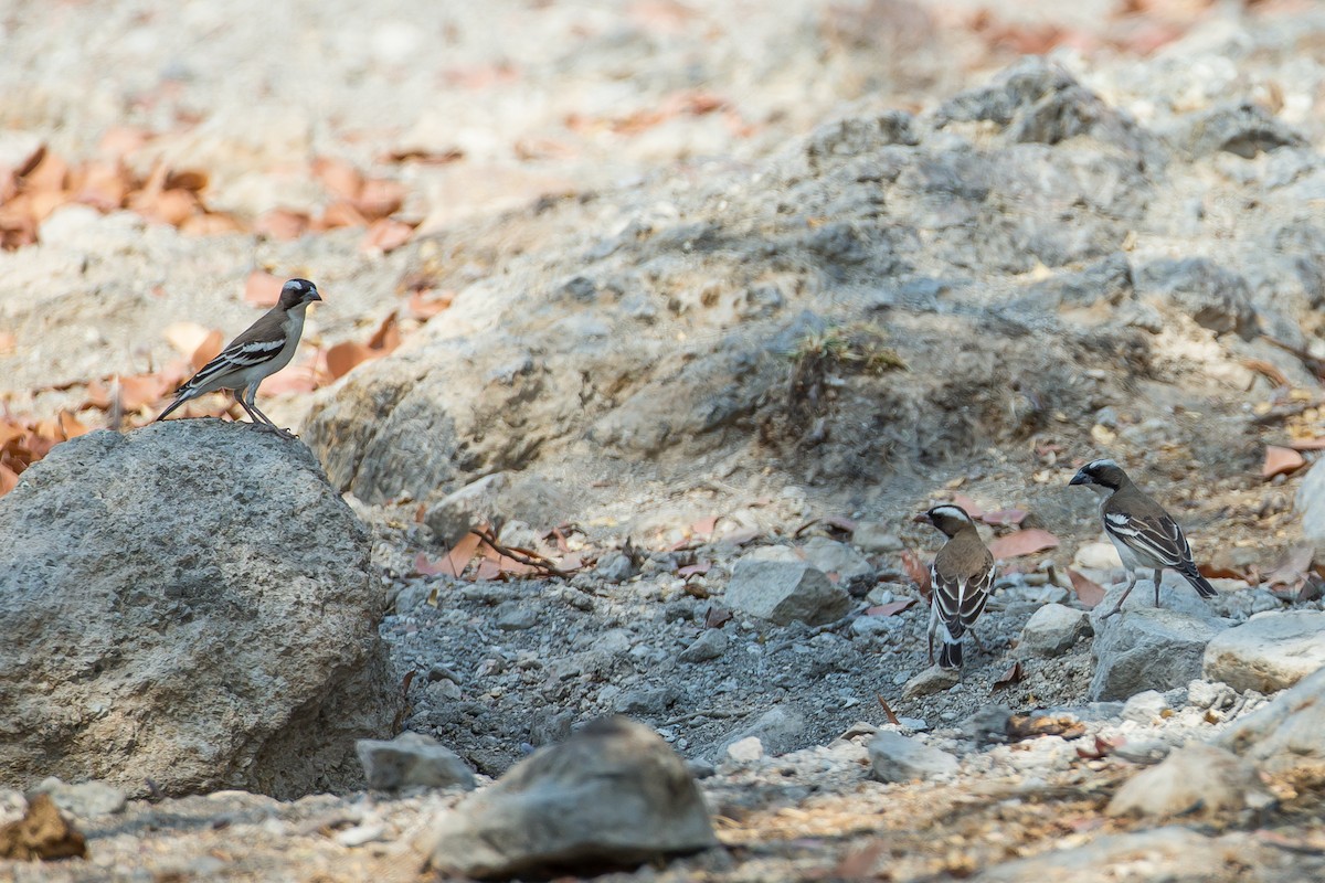 White-browed Sparrow-Weaver - ML613612785