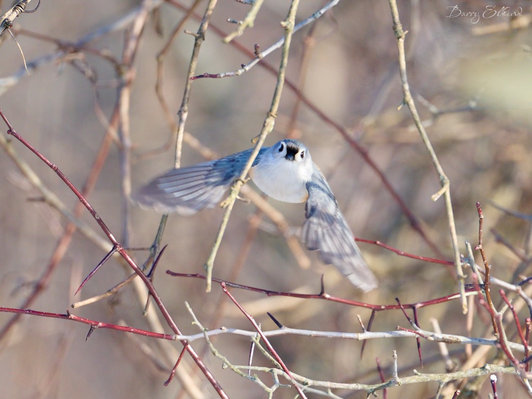 Tufted Titmouse - ML613612811