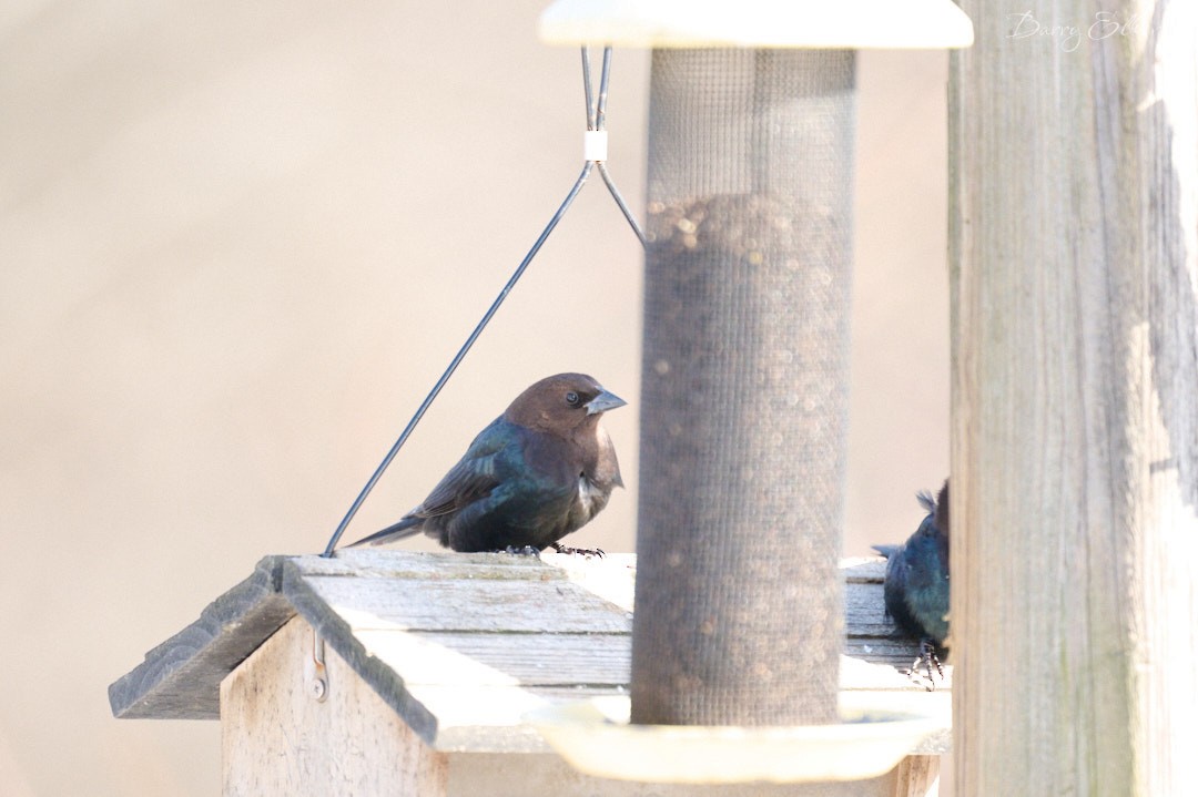 Brown-headed Cowbird - ML613612820