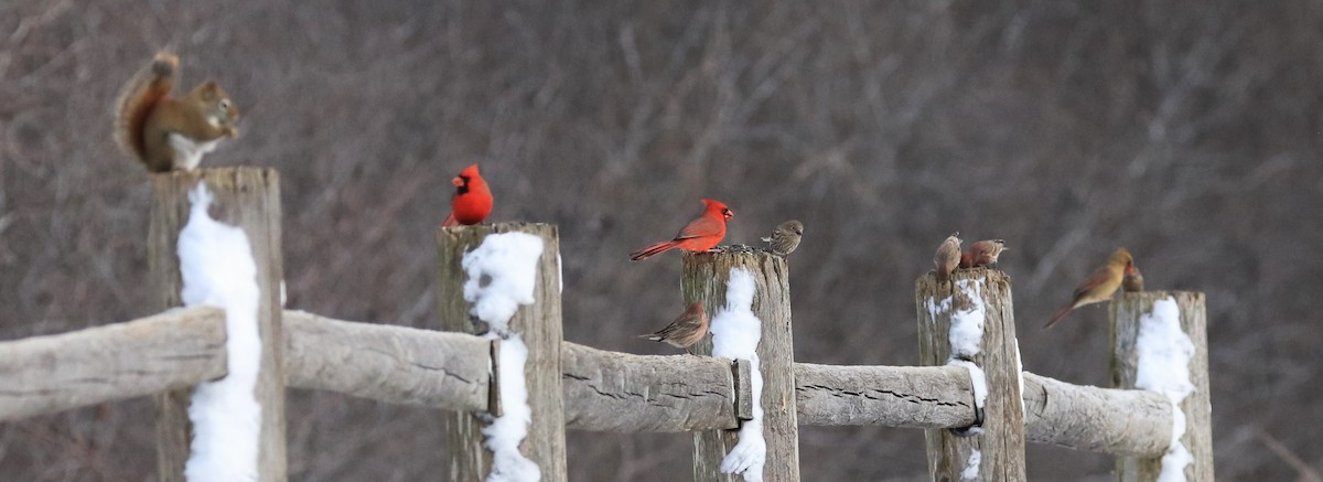 Northern Cardinal - Lynda Noel