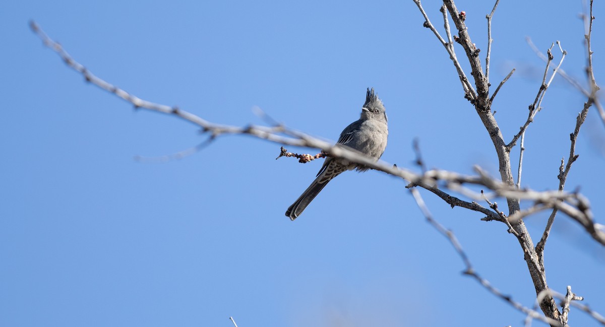 Phainopepla - ML613612883
