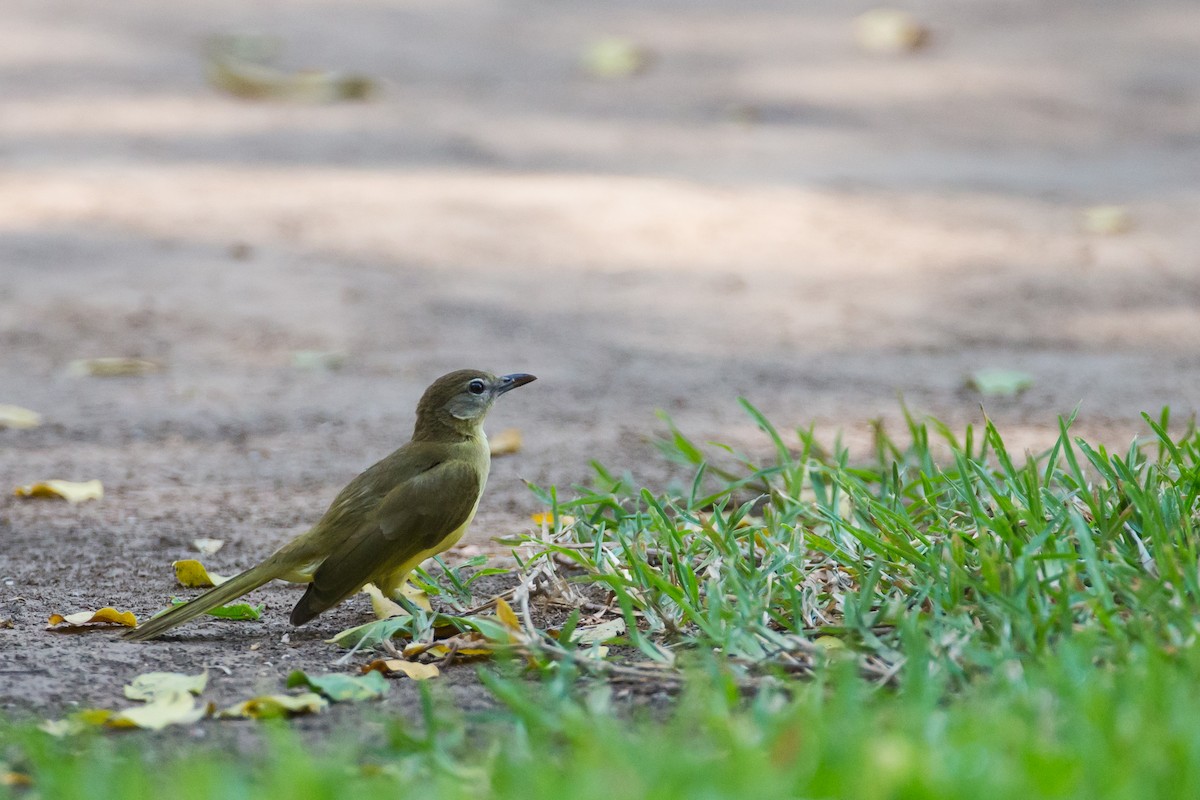 Yellow-bellied Greenbul - ML613612887