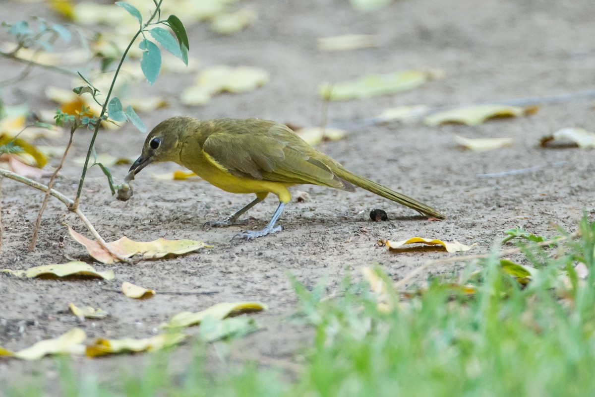 Bulbul Pechiamarillo - ML613612888