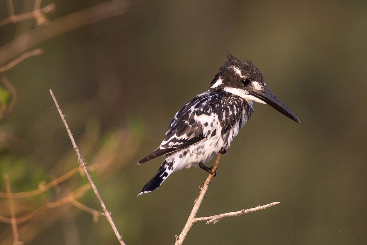 Pied Kingfisher - ML613612895