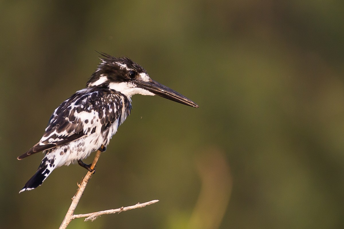 Pied Kingfisher - ML613612896