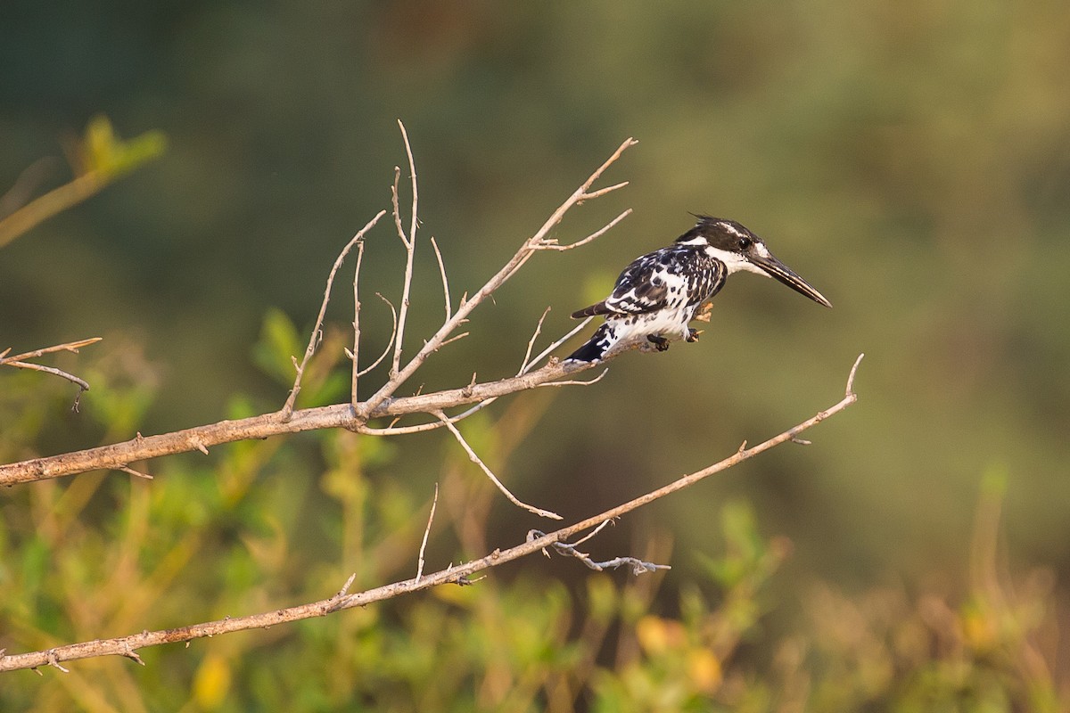 Pied Kingfisher - ML613612900