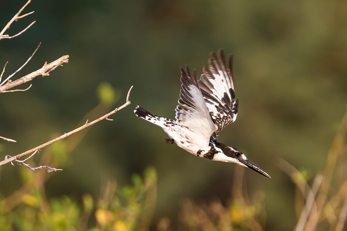 Pied Kingfisher - ML613612901