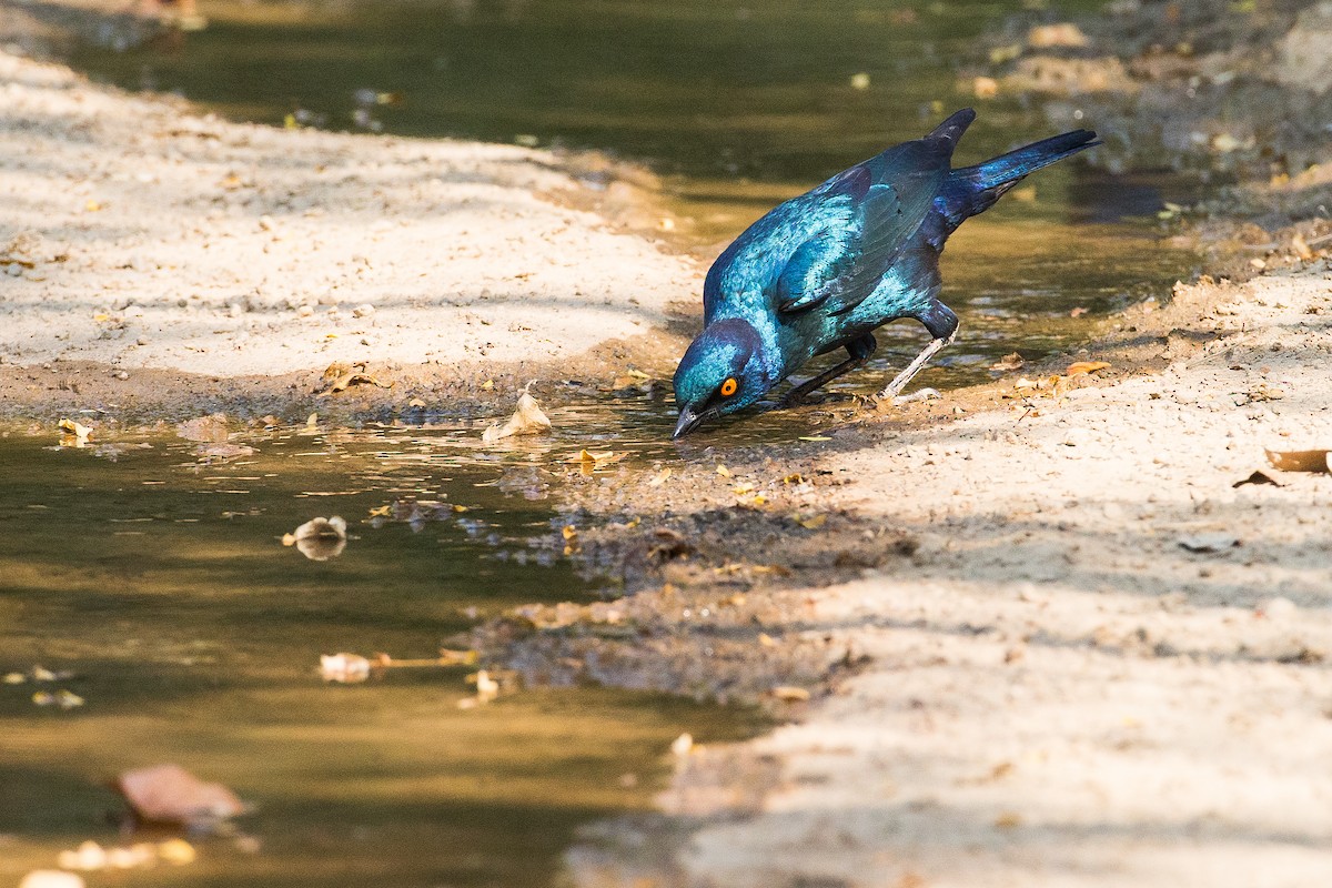 Cape Starling - ML613612904