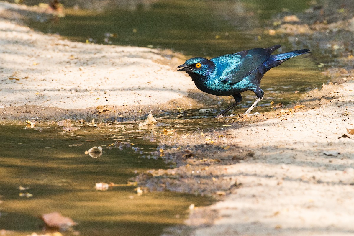 Cape Starling - Anonymous