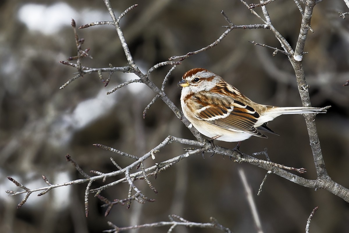 American Tree Sparrow - ML613612911