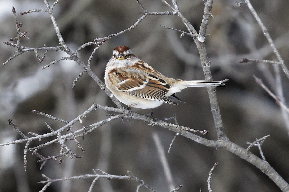 American Tree Sparrow - ML613612912