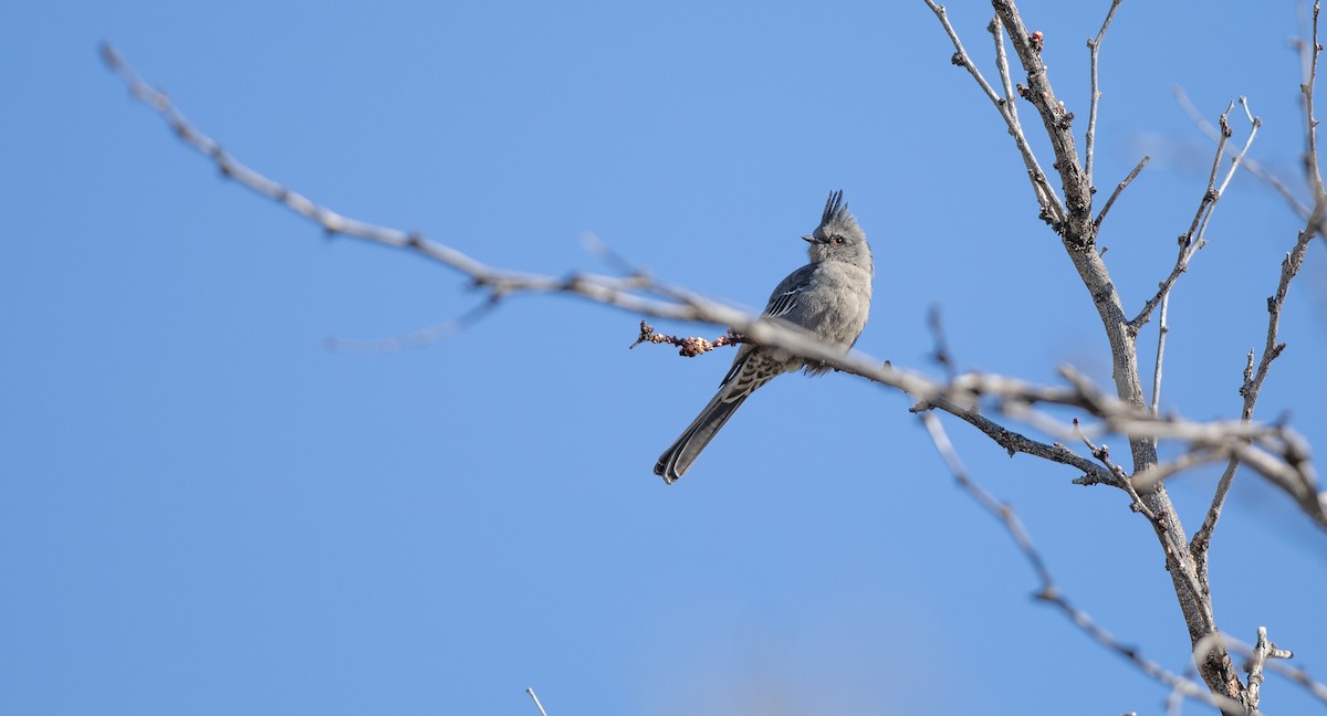 Phainopepla - ML613612915
