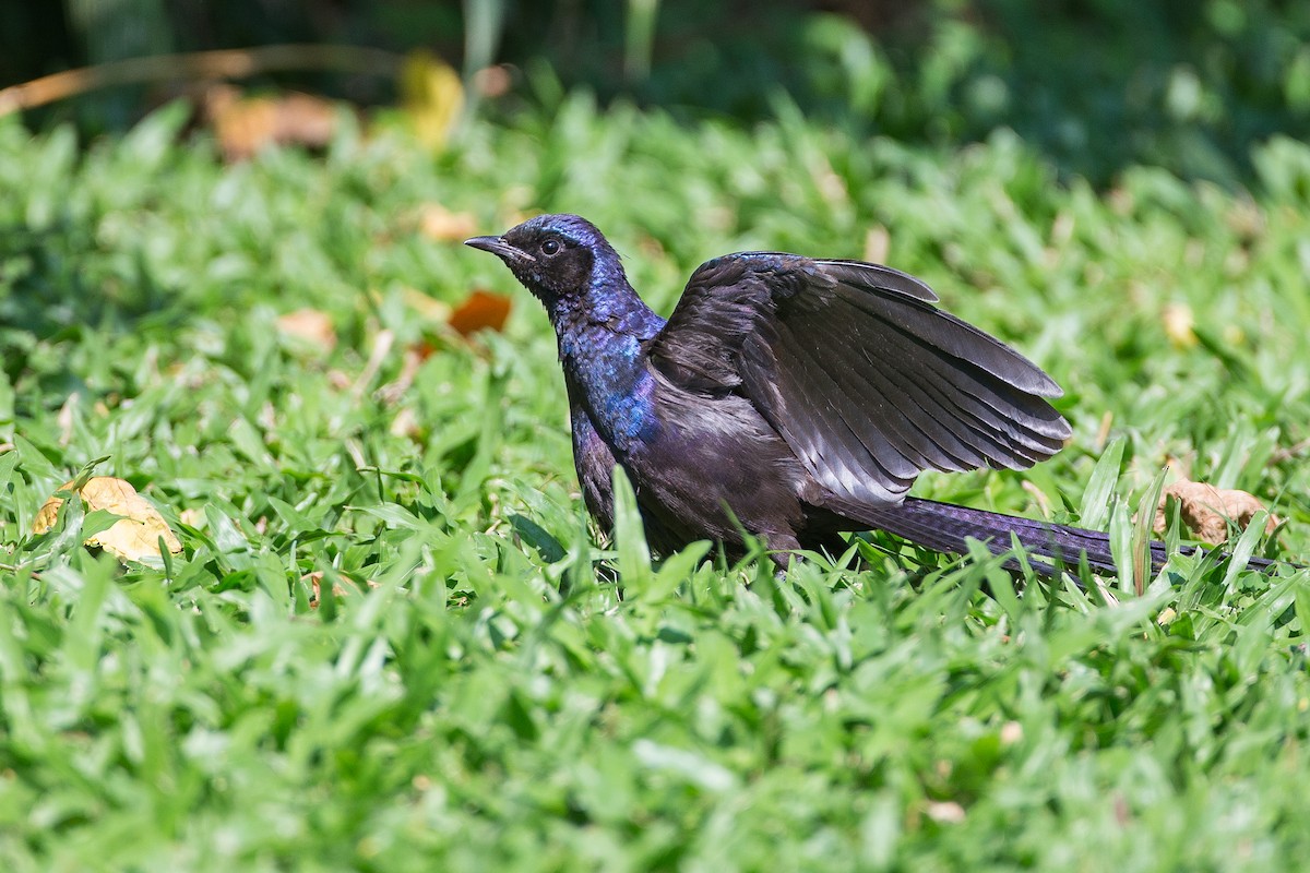 Meves's Starling - ML613612932